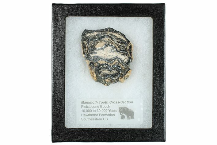 Mammoth Molar Slice With Case - South Carolina #291128